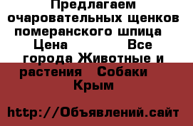 Предлагаем очаровательных щенков померанского шпица › Цена ­ 15 000 - Все города Животные и растения » Собаки   . Крым